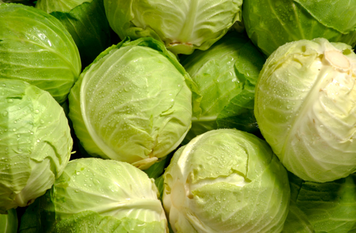 Cabbage (Green)